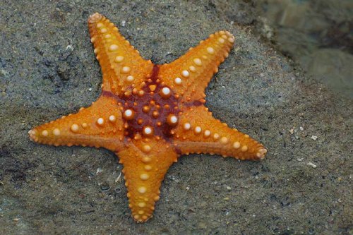 Starfish Facts