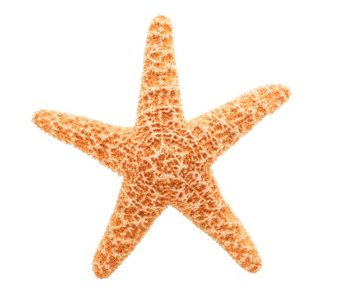 Starfish Shape