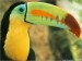 10 Interesting Toucan Facts