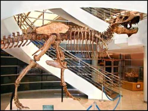 Tyrannosaurus Rex Fossil