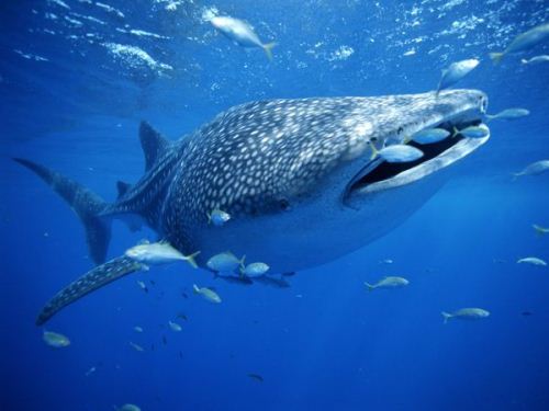 Whale Shark Eats