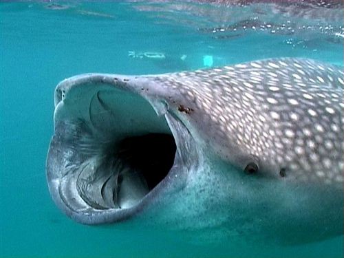 Whale Shark Mouth