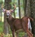 10 Interesting White Tailed Deer Facts