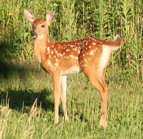 White Tailed Deer Facts