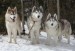 10 Interesting Siberian husky Facts