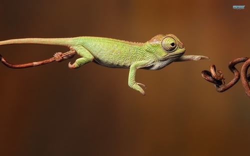 chameleon catches prey
