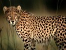 10 Interesting Cheetah Facts