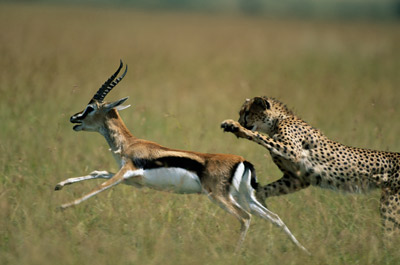 cheetah speed
