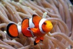 10 Interesting Clown Fish Facts