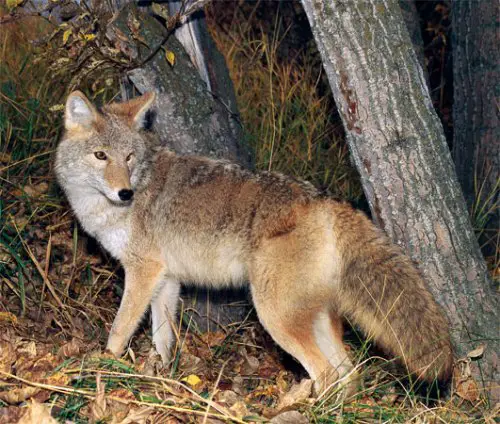 10 Interesting Coyote Facts | My Interesting Facts
