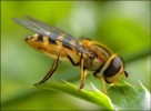 10 Interesting Honey Bee Facts