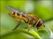 10 Interesting Honey Bee Facts