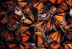 10 Interesting Monarch Butterfly Facts