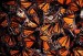 10 Interesting Monarch Butterfly Facts