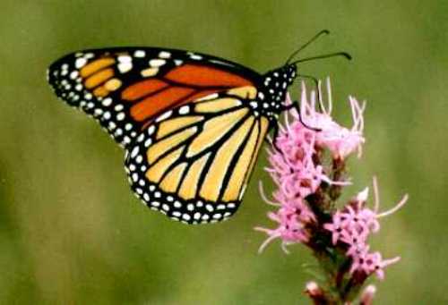 monarch butterfly  and flower