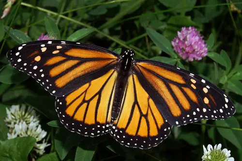 monarch butterfly  in May