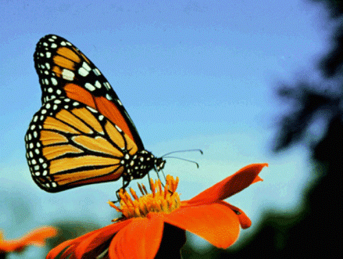 monarch butterfly photo