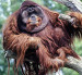 10 Interesting Orangutan Facts