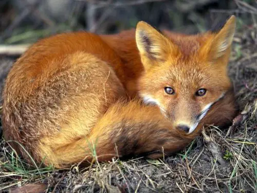 red fox rests
