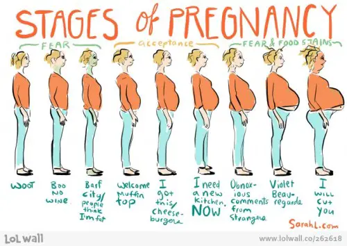 stages of pregnancy