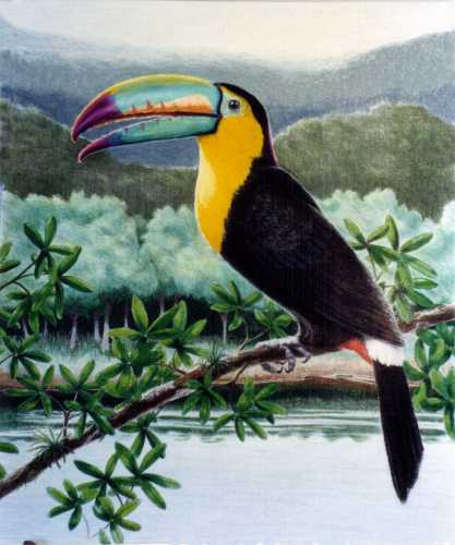 toucan Pic