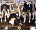 10 Interesting Animal Cruelty Facts