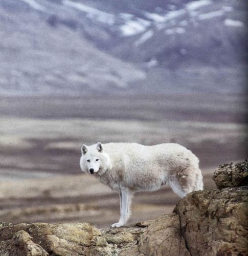 Artic Wolf Facts