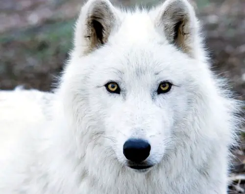 10 Interesting Arctic Wolf Facts | My Interesting Facts