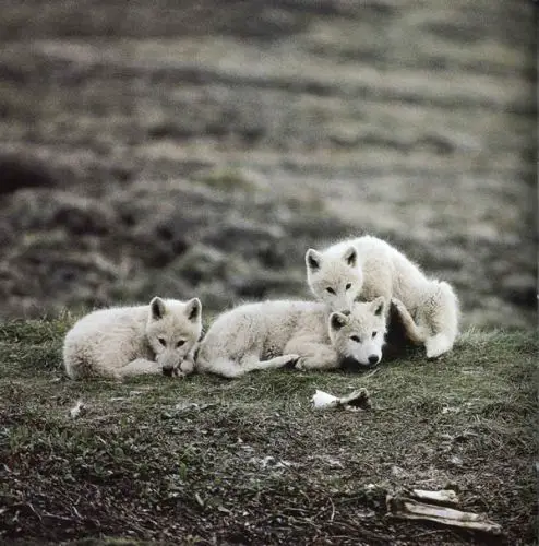 Artic Wolves