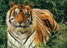 10 Interesting Bengal Tiger Facts