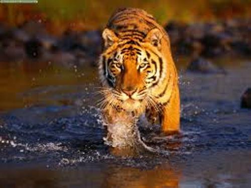 Bengal Tiger in Water