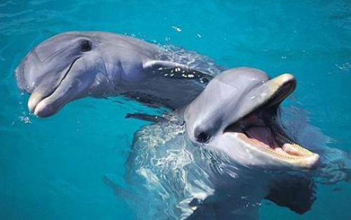 Bottlenose Dolphin Cute
