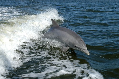Bottlenose Dolphin Facts
