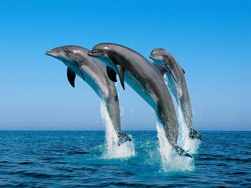 Bottlenose Dolphin Jumping