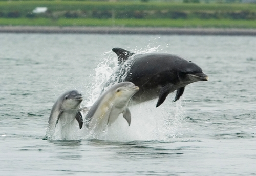 Bottlenose Dolphin Leaps