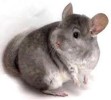 10 Interesting Chinchilla Facts