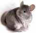 10 Interesting Chinchilla Facts