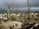10 Interesting Desert Facts