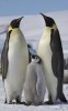 10 Interesting Emperor Penguin Facts