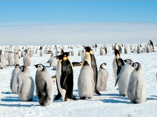 Emperor Penguin on Ice
