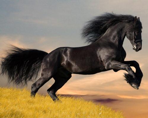 Horse in Black