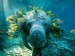 10 Interesting Manatee Facts