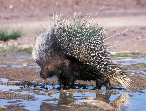 Porcupine on Water