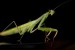 10 Interesting Praying Mantis Facts