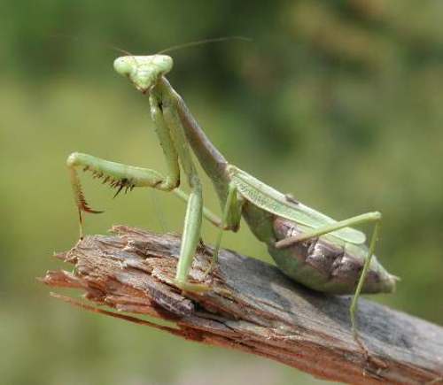 Praying Mantis in Green