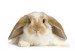 10 Interesting Rabbit Facts