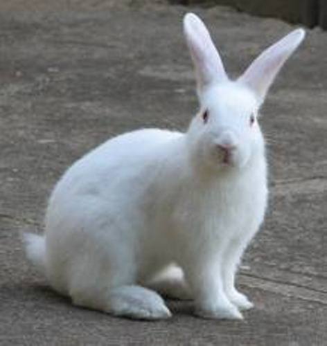 Rabbit White
