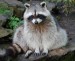 10 Interesting Raccoon Facts