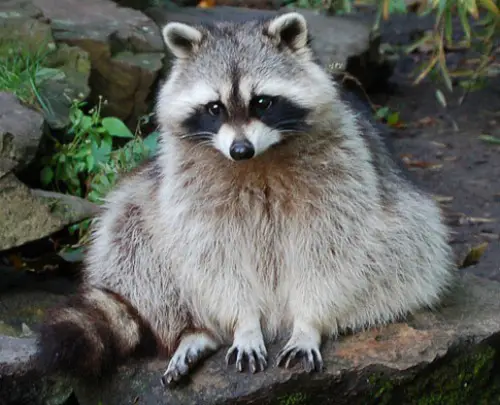 Raccoon Cute