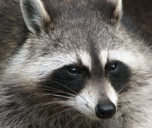 Raccoon's Face